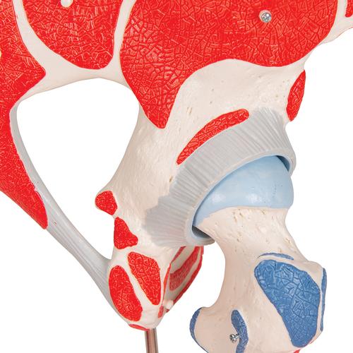 Articolazione dell'anca, 7 pezzi - 3B Smart Anatomy, 1000177 [A881], Modelli delle Articolazioni