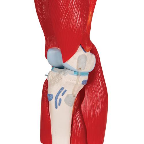 Articolazione del ginocchio, 12 parti - 3B Smart Anatomy, 1000178 [A882], Modelli di Muscolatura