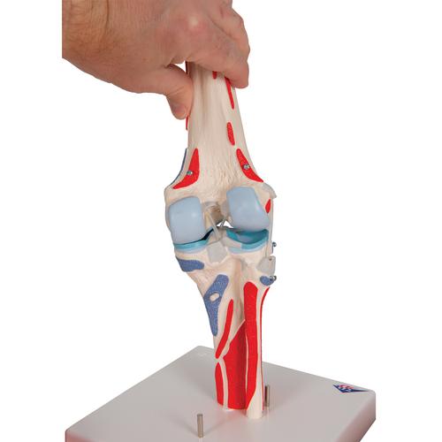 Articolazione del ginocchio, 12 parti - 3B Smart Anatomy, 1000178 [A882], Modelli di Muscolatura