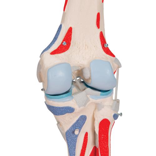 Articolazione del ginocchio, 12 parti - 3B Smart Anatomy, 1000178 [A882], PON Biologia - Laboratorio di Anatomia umana