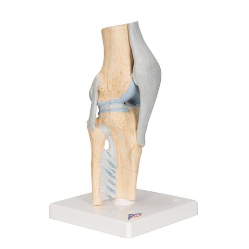 Modello della sezione articolare del ginocchio, in 3 parti - 3B Smart Anatomy, 1000180 [A89], Modelli delle Articolazioni