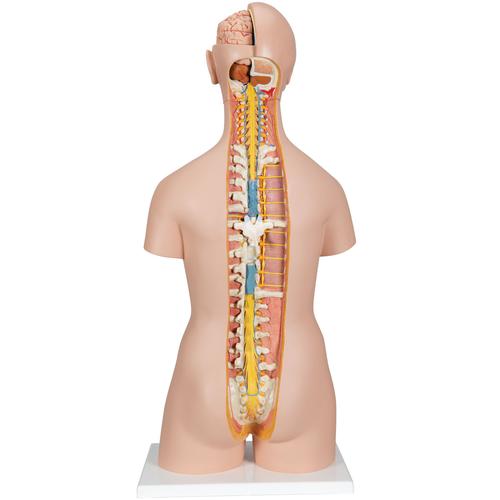 Torso classic, senza sesso, con schiena aperta, in 21 parti - 3B Smart Anatomy, 1000192 [B17], Modelli di Torso