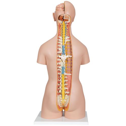 Torso classic, senza sesso, con schiena aperta, in 18 parti - 3B Smart Anatomy, 1000193 [B19], Modelli di Torso