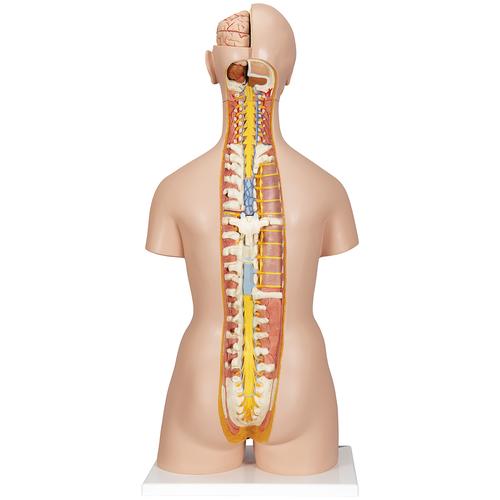 Torso bisessuato, modello di lusso, con schiena aperta, in 28 parti - 3B Smart Anatomy, 1000200 [B35], PON Biologia - Laboratorio di Anatomia umana