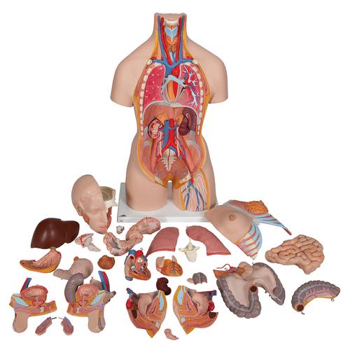 Torso bisessuato, modello di lusso, con schiena aperta, in 28 parti - 3B Smart Anatomy, 1000200 [B35], PON Biologia - Laboratorio di Anatomia umana