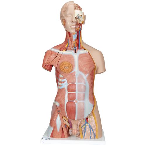 Torso bisessuato, modello di lusso, con schiena aperta, in 31 parti - 3B Smart Anatomy, 1000203 [B40], Modelli di Torso