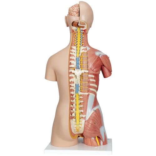 Torso bisessuato, modello di lusso, con schiena aperta, in 31 parti - 3B Smart Anatomy, 1000203 [B40], Modelli di Torso