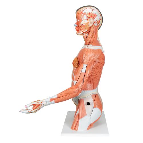 Torso bisessuato, modello di lusso, asiatico, più braccio con muscoli, in 33 parti - 3B Smart Anatomy, 1000204 [B41], Modelli di Torso