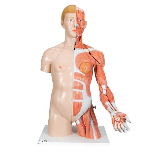 Torso bisessuato, modello di lusso, più braccio con muscoli, in 33 parti - 3B Smart Anatomy, 1000205 [B42], Modelli di Torso