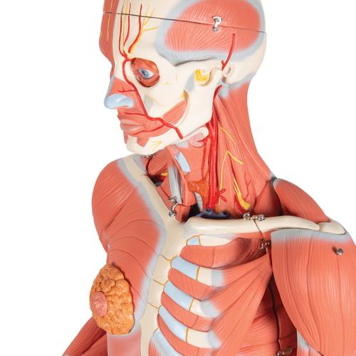 Figura con muscoli, femminile, in 23 parti - 3B Smart Anatomy, 1013882 [B51], Modelli di Muscolatura