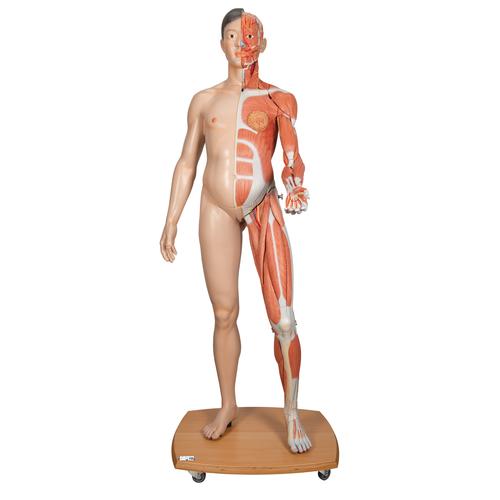 Figura con muscoli 3B Scientific® a grandezza naturale, bisessuato, asiatica, in 39 parti - 3B Smart Anatomy, 1000208 [B52], Modelli di Muscolatura