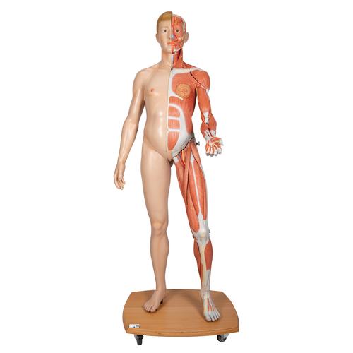 Figura con muscoli 3B Scientific® a grandezza naturale, bisessuato, europea, in 39 parti - 3B Smart Anatomy, 1000209 [B53], Modelli di Muscolatura