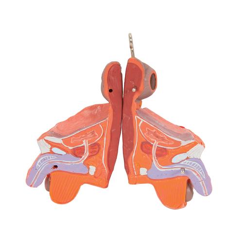 Figura con muscoli, bisessuata con organi interni, in 33 parti - 3B Smart Anatomy, 1019231 [B55], Modelli di Muscolatura