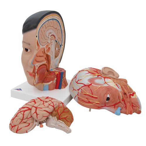 Testa asiatica con collo, in 4 parti - 3B Smart Anatomy, 1000215 [C06], Modelli di Testa