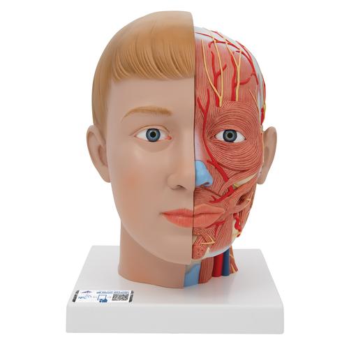 Testa con collo, in 4 parti - 3B Smart Anatomy, 1000216 [C07], Modelli di Testa