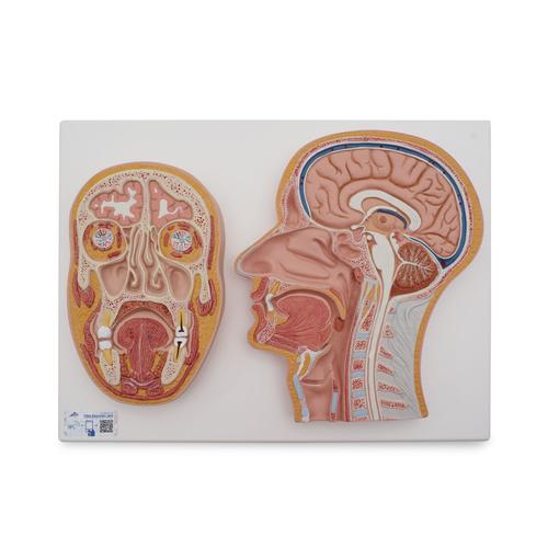 Sezione mediana e frontale della testa - 3B Smart Anatomy, 1022187 [C13], Modelli di Testa