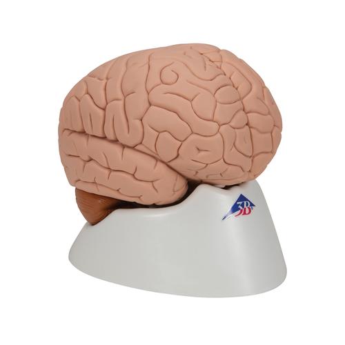 Cervello, in 2 parti - 3B Smart Anatomy, 1000222 [C15], Modelli di Cervello