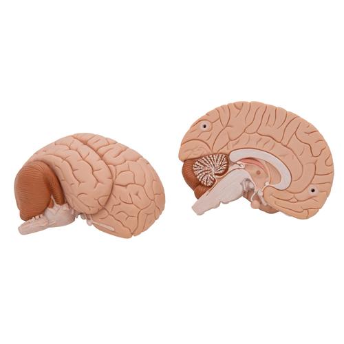 Cervello, in 2 parti - 3B Smart Anatomy, 1000222 [C15], Modelli di Cervello