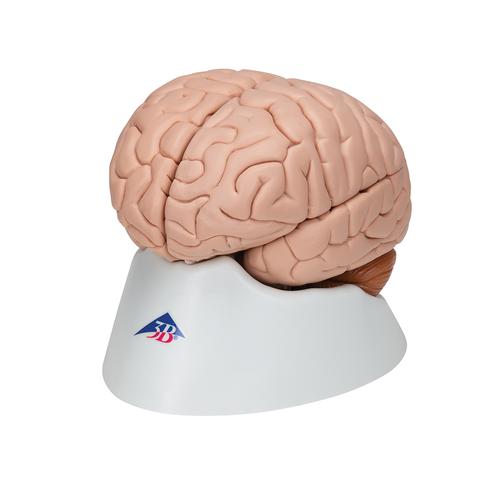 Cervello, modello di lusso, in 8 parti - 3B Smart Anatomy, 1000225 [C17], Modelli di Cervello