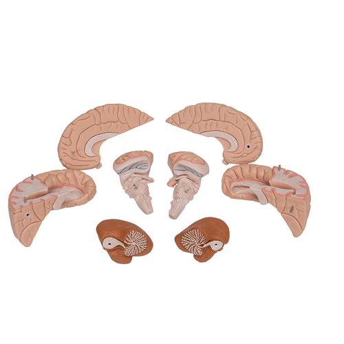 Cervello, modello di lusso, in 8 parti - 3B Smart Anatomy, 1000225 [C17], PON Biologia - Laboratorio di Anatomia umana