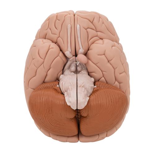 Cervello, modello di lusso, in 8 parti - 3B Smart Anatomy, 1000225 [C17], PON Biologia - Laboratorio di Anatomia umana