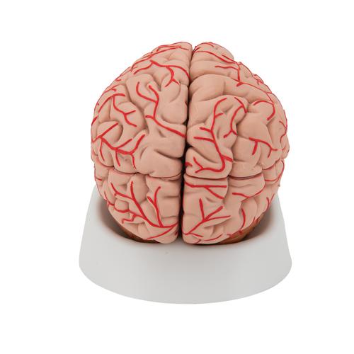 Cervello, modello di lusso, con arterie, in 9 parti - 3B Smart Anatomy, 1017868 [C20], Modelli di Cervello
