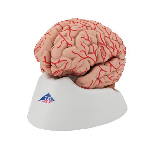 Cervello, modello di lusso, con arterie, in 9 parti - 3B Smart Anatomy, 1017868 [C20], Modelli di Cervello