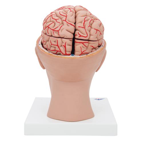 Cervello, con arterie, con testa, in 8 parti - 3B Smart Anatomy, 1017869 [C25], Modelli di Cervello