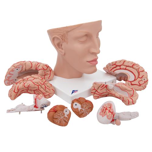 Cervello, con arterie, con testa, in 8 parti - 3B Smart Anatomy, 1017869 [C25], Modelli di Cervello