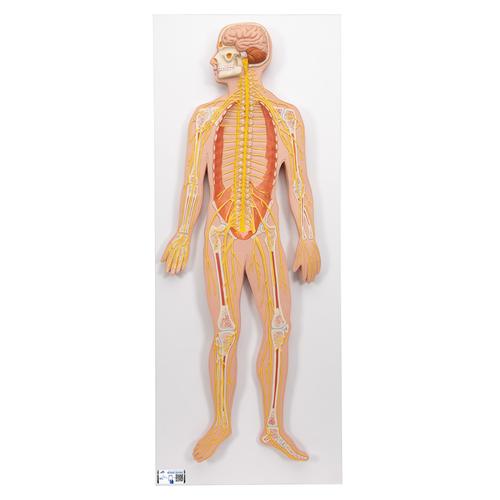 Sistema nervoso, metà della grandezza naturale - 3B Smart Anatomy, 1000231 [C30], Modelli di Sistema Nervoso