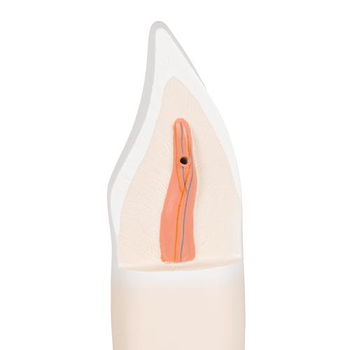 Dente incisivo inferiore, in 2 parti - 3B Smart Anatomy, 1000240 [D10/1], Modelli Dentali