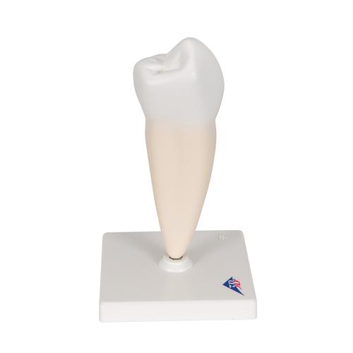 Dente premolare inferiore ad una radice - 3B Smart Anatomy, 1000242 [D10/3], Modelli Dentali
