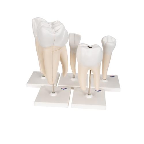 Serie di denti, 5 modelli - 3B Smart Anatomy, 1017588 [D10], Modelli Dentali