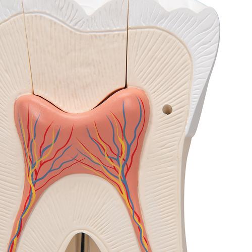 Dente molare superiore a tre radici, in 6 parti - 3B Smart Anatomy, 1013215 [D15], Modelli Dentali