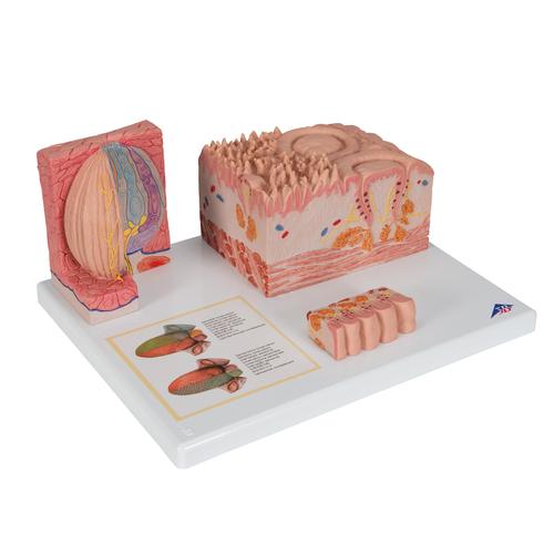 Modello di lingua - 3B MICROanatomy - 3B Smart Anatomy, 1000247 [D17], Modelli Dentali