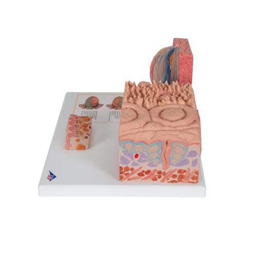 Modello di lingua - 3B MICROanatomy - 3B Smart Anatomy, 1000247 [D17], Modelli 3B MICROanatomy™