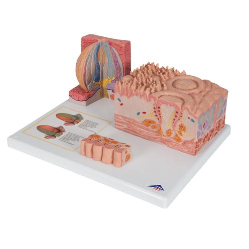 Modello di lingua - 3B MICROanatomy - 3B Smart Anatomy, 1000247 [D17], Modelli Dentali