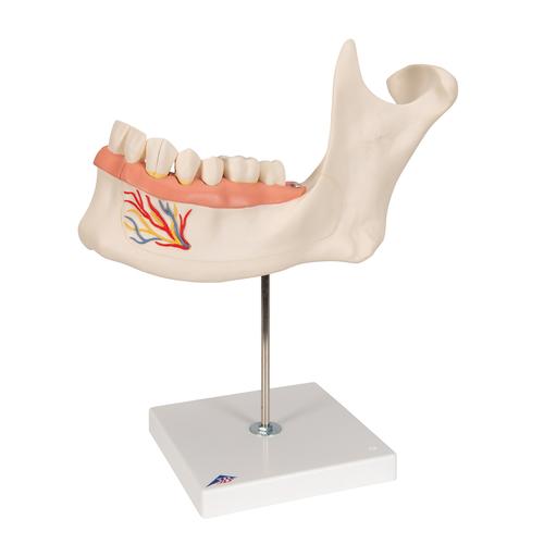 Metà mandibola, ingrandita 3 volte, in 6 parti - 3B Smart Anatomy, 1000249 [D25], Modelli Dentali