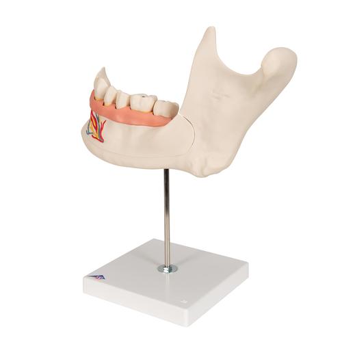 Metà mandibola, ingrandita 3 volte, in 6 parti - 3B Smart Anatomy, 1000249 [D25], Modelli Dentali