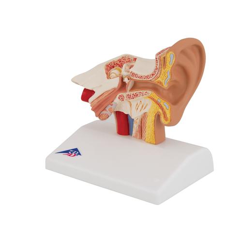 Modello di orecchio da scrivania, ingrandito 1,5 volte - 3B Smart Anatomy, 1000252 [E12], Modelli di Orecchio, Naso e Gola