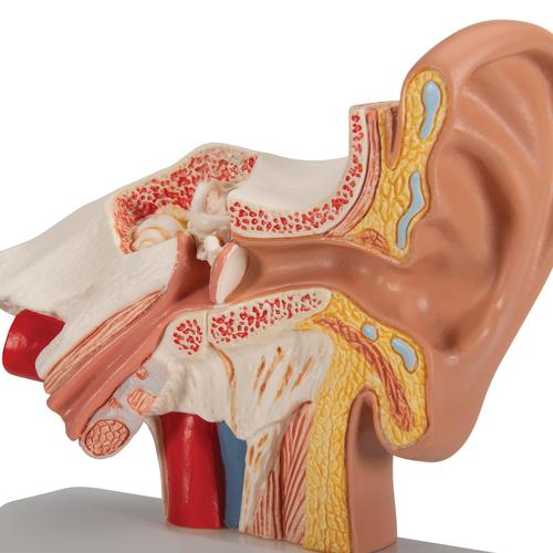 Modello di orecchio da scrivania, ingrandito 1,5 volte - 3B Smart Anatomy, 1000252 [E12], Modelli di Orecchio, Naso e Gola