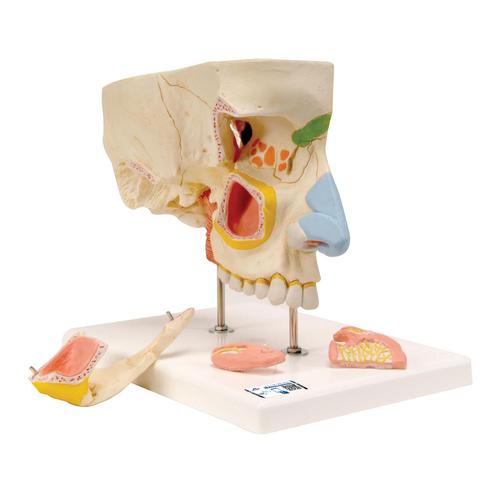 Naso con seni paranasali, 5 pezzi - 3B Smart Anatomy, 1000254 [E20], PON Biologia - Laboratorio di Anatomia umana