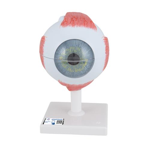 Occhio, ingrandito 5 volte, in 6 parti - 3B Smart Anatomy, 1000255 [F10], Modelli di Occhio