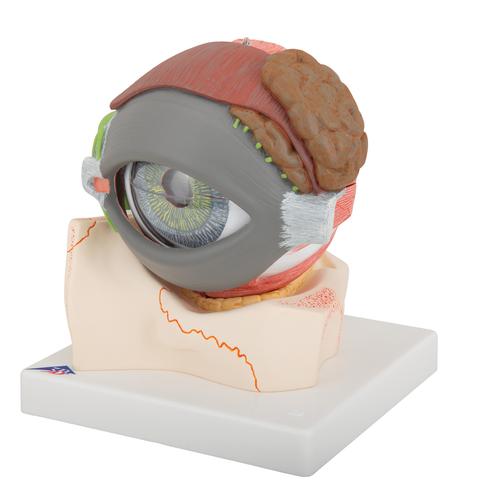 Occhio, ingrandito 5 volte, in 8 parti - 3B Smart Anatomy, 1000257 [F12], PON Biologia - Laboratorio di Anatomia umana