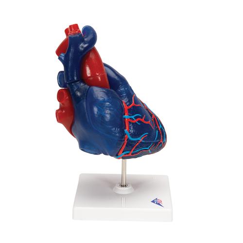 Modello di cuore magnetico, a grandezza naturale, 5 parti - 3B Smart Anatomy, 1010007 [G01/1], Modelli di Cuore e Apparato Circolatorio