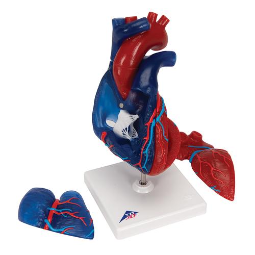 Modello di cuore magnetico, a grandezza naturale, 5 parti - 3B Smart Anatomy, 1010007 [G01/1], Modelli di Cuore e Apparato Circolatorio