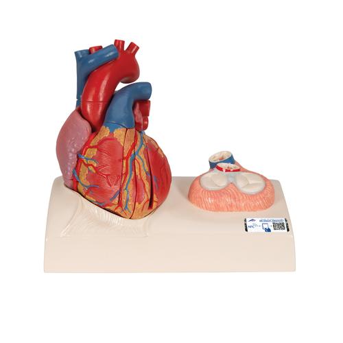 Modello di cuore magnetico, a grandezza naturale, 5 parti - 3B Smart Anatomy, 1010006 [G01], PON Biologia - Laboratorio di Anatomia umana