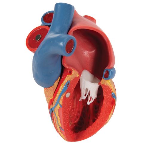 Modello di cuore magnetico, a grandezza naturale, 5 parti - 3B Smart Anatomy, 1010006 [G01], Modelli di Cuore e Apparato Circolatorio