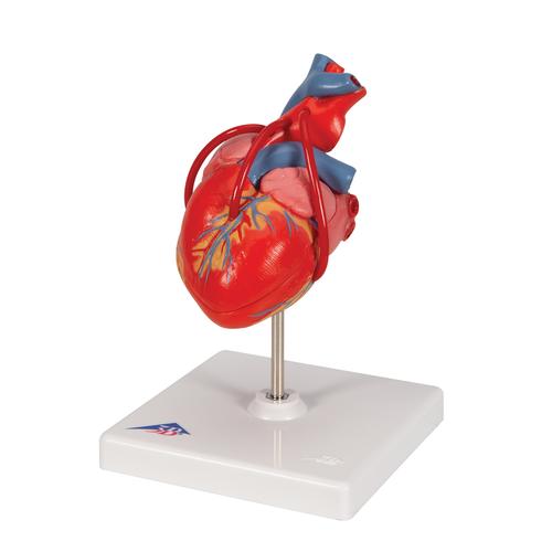 Cuore, modello classico, con bypass, in 2 parti - 3B Smart Anatomy, 1017837 [G05], Strumenti didattici cardiaci e di cardiofitness