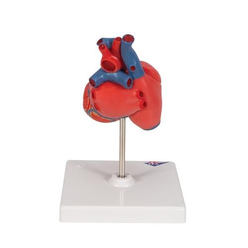 Cuore, modello classico, in 2 parti - 3B Smart Anatomy, 1017800 [G08], Strumenti didattici cardiaci e di cardiofitness